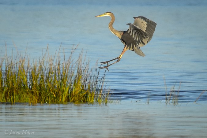 Salter Grove and the adjoining islands provide habitats for many animals and birds during all seasons. (Credit: Jason Major)