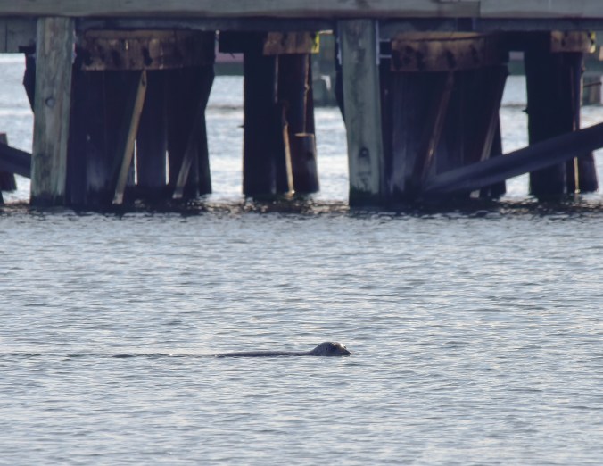 Harbor Seal providence