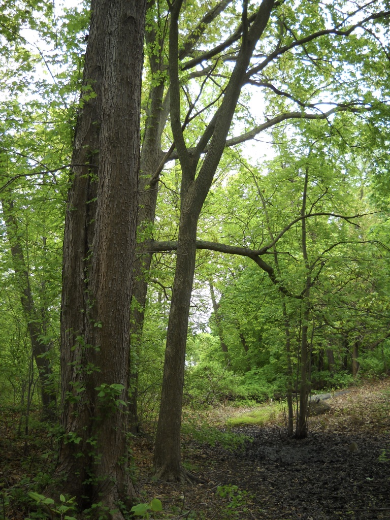 FOSG blog Post (6-3-20)pages